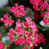 Succulents Kalanchoe Hot Pink Mini 1 Succulents Kalanchoe Hot Pink Mini