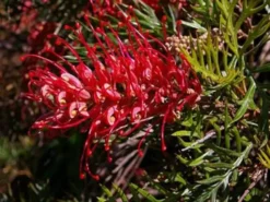 Hedge Shrubs Grevillea Robyn Gordon