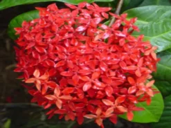 Shrubs Ixora Red Malay