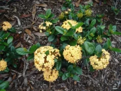 Shrubs Ixora Dwarf Yellow 6 Shrubs Ixora Dwarf Yellow