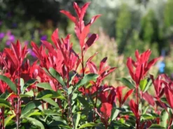 Hedge Photinia Red Robin Screening Pack Hedging Plants 17 Hedge Photinia Red Robin Screening Pack Hedging Plants