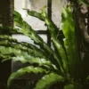Indoor Garden Asplenium Antiquum Narrow Spaces 1 Indoor Garden Asplenium Antiquum Narrow Spaces
