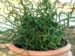 Indoor Garden Juncus Effusus Spiralis Border Plants