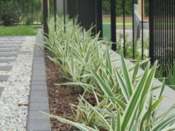 Shrubs Dianella Variegata Full Sun