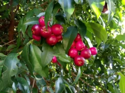 Shrubs The Edible Plants Pack