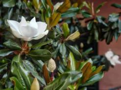 Shrubs Magnolia Grandiflora Little Gem