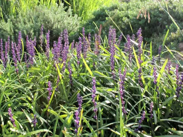 Liriope Amethyst™ Ozbreed Full Sun 4 Liriope Amethyst™ Ozbreed Full Sun