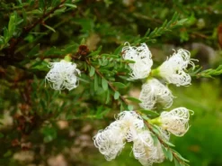 Shrubs Melaleuca Thymifolia White Lace