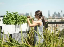 GLOWPEAR PTY LTD Mini Rail