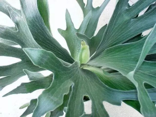 Indoor Garden Pet-Friendly Outdoor Platycerium Netherlands Compact Staghorn 7 Indoor Garden Pet-Friendly Outdoor Platycerium Netherlands Compact Staghorn