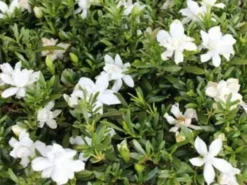 Ozbreed Shrubs Gardenia Augusta O So Fine™ Pbr