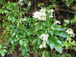 Shrubs Pandorea Pandorana Snowbells Border Plants