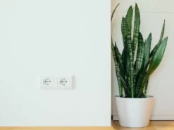 Succulents Full Sun Dracaena Trifasciata