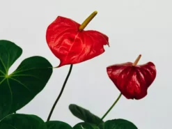Indoor Garden Anthurium Andreanum Great Red Easy Care Plants