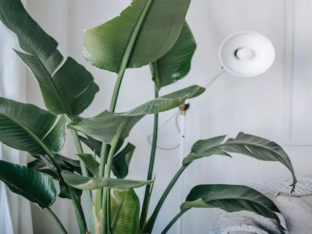 Elho Strelitzia Nicolai Giant 'White Bird Of Paradise' + Recycled Pot Shrubs 5 Elho Strelitzia Nicolai Giant 'White Bird Of Paradise' + Recycled Pot Shrubs