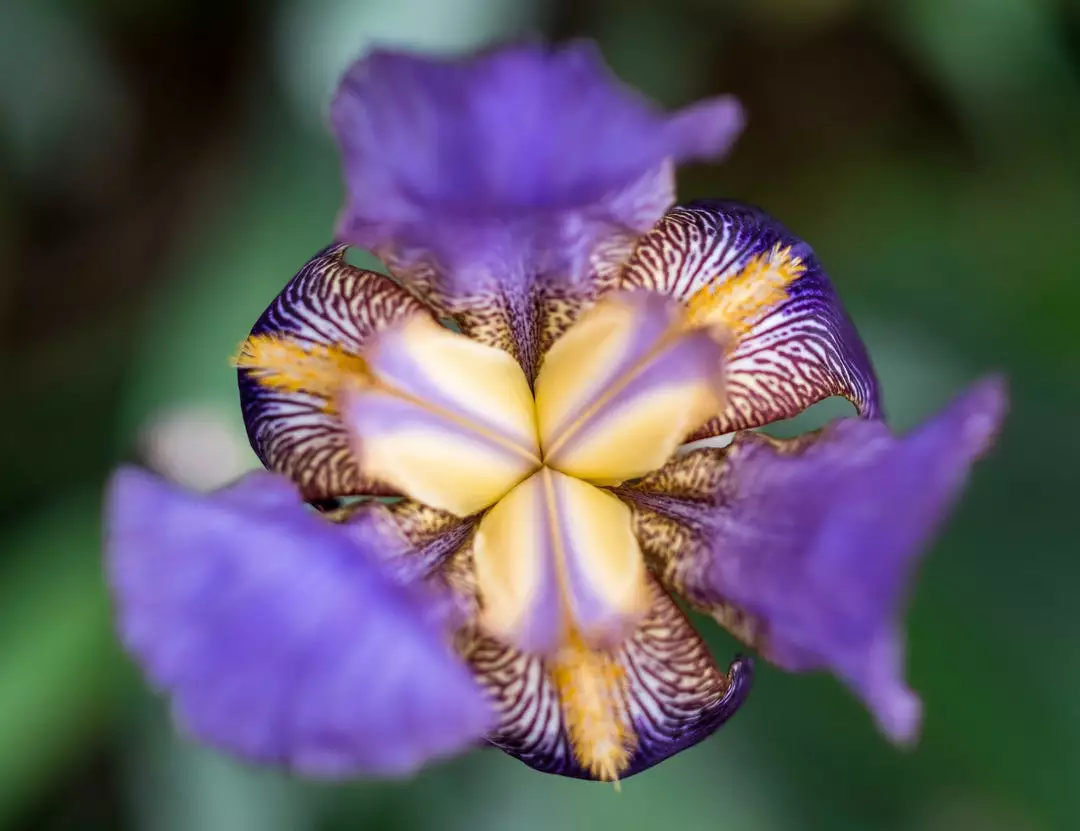 Shrubs Iris Reticulata Dwarf Blue Border Plants 4 Shrubs Iris Reticulata Dwarf Blue Border Plants