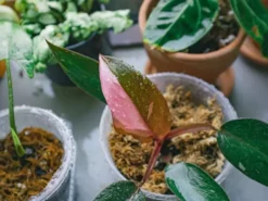 Indoor Garden Philodendron Erubescens Pink Princess