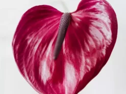 Indoor Garden Anthurium Adreanum Purple Arc Shrubs