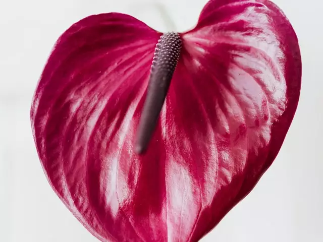 Indoor Garden Anthurium Adreanum Purple Arc Shrubs 4 Indoor Garden Anthurium Adreanum Purple Arc Shrubs