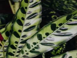 Indoor Garden Pet-friendly Indoor Plants Calathea Insignis Rattle Snake Box