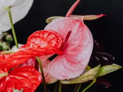 Indoor Garden Anthurium Mixed Pack Easy Care Plants