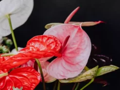 Pot + Plant Gift Box Anthurium Flowering Varieties - Pot + Plant + Soil