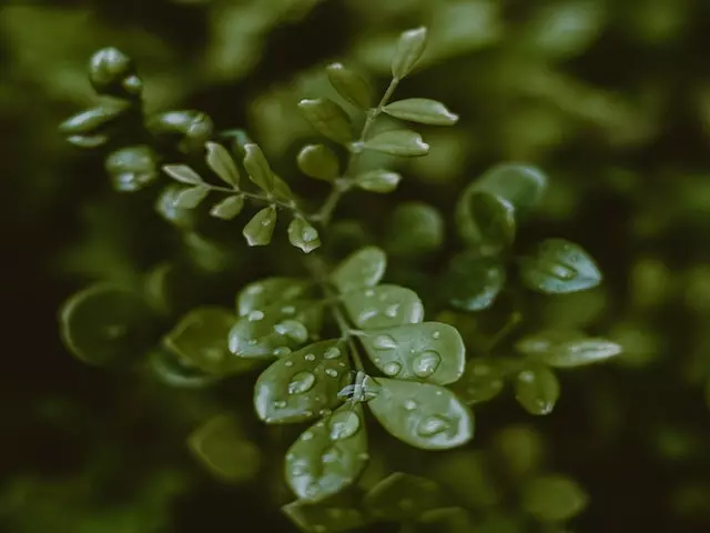 Shrubs Hedging Plants Murraya Paniculata Mock Orange 6 Shrubs Hedging Plants Murraya Paniculata Mock Orange