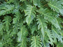 Shrubs Philodendron Xanadu Border Plants
