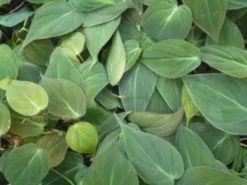 Indoor Garden Easy Care Plants Philodendron Hederaceum