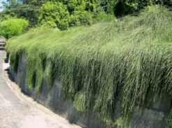 Shrubs Casuarina Glauca Prostrate 'Cousin It'