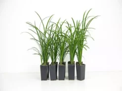 Shrubs Full Sun Liriope Muscari Big Blue