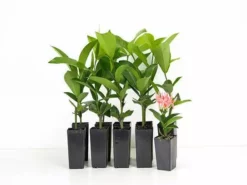 Shrubs Ixora Pink Malay