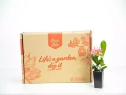 Shrubs Ixora Pink Malay