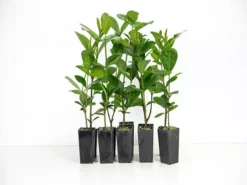 Shrubs Ixora Gold Malay