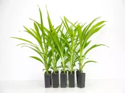 Shrubs Cordyline Stricta Full Sun