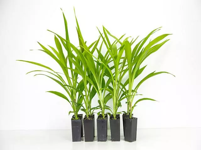 Shrubs Cordyline Stricta Full Sun 3 Shrubs Cordyline Stricta Full Sun