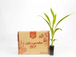 Shrubs Cordyline Stricta Full Sun 9 Shrubs Cordyline Stricta Full Sun