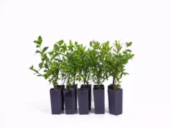 Hedge Cuphea Hyssopifolia Jocelyns Pink