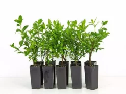 Hedge Shrubs Cuphea Hyssopifolia White