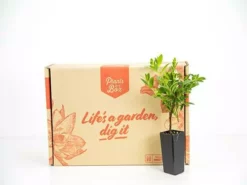 Hedge Shrubs Cuphea Hyssopifolia White