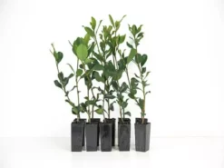 Hedge Rhaphiolepis Springtime Shrubs