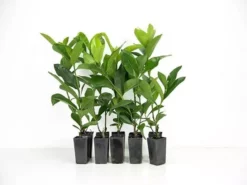 Shrubs Ixora White Malay