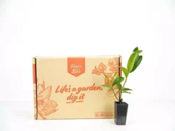 Shrubs Ixora White Malay