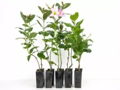 Shrubs Dipladenia Sanderi Rosea Full Sun