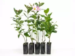 Shrubs Dipladenia Sanderi Rosea Full Sun