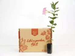 Shrubs Dipladenia Sanderi Rosea Full Sun