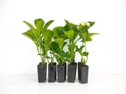 Shrubs Hydrangea Alba