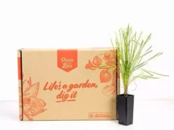 Shrubs Full Sun Lomandra Confertifolia