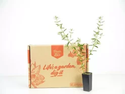 Hedge Westringia Wynyabbie Gem Hedging Plants 14 Hedge Westringia Wynyabbie Gem Hedging Plants