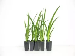 Shrubs Dutch Iris Full Sun